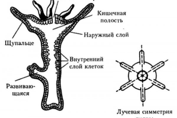 Украли аккаунт на кракене даркнет